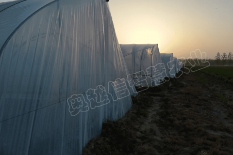 宿遷種植戶老棚升級智能棚，自動灌溉、自動控溫，自動卷簾等